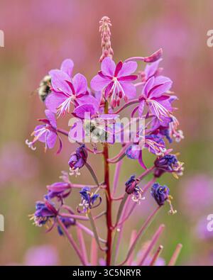 Purple pollen Party de Bumblebee bat son plein sur la péninsule de Kenai, en Alaska, aux États-Unis. L'abeille est couverte de pollen pendant qu'elle se régale sur le purpl Banque D'Images