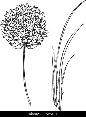 Ciboulette, feuilles d'ail et fleurs illustration vectorielle. Allium tuberosum isolé sur fond blanc. Ligne botanique dessinée à la main Pour le produit Illustration de Vecteur