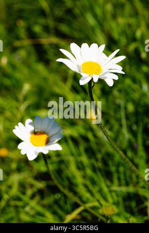 Un gros plan de deux marguerites blanches mignonnes poussant dans un champ vert Banque D'Images
