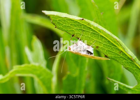 Papillon de nuit à longues ailes Sitochroa verticalis reposant sous une feuille verte, photo macro prise à Vergigny, Yonne, France. Banque D'Images