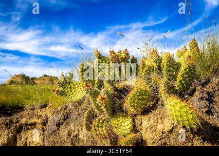 Gros plan Cactus vert poussant dans le parc national de Roosevelt Banque D'Images