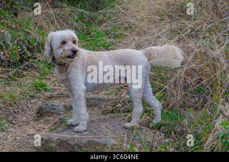 Chien King of the Rock surveille son domaine. La canine se dresse fièrement sur un affleurement rocheux, entouré de hautes herbes. Banque D'Images