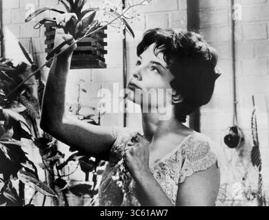 25 novembre 2019, États-Unis : Ingrid Andree, publicité toujours du film, ''le reste est silence'', allemand : ''Der Rest ist Schweigen'', 1959 (crédit image : © JT Vintage/Glasshouse via ZUMA Wire) Banque D'Images