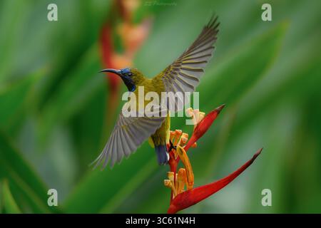 Sunbird mâle à dos d'olivier (Cinnyris jugularis) à mi-vol à côté d'une fleur d'hélionique dans un jardin de Singapour. Banque D'Images
