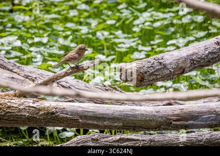 Une femelle House Finch perchée sur une branche à Oaks Bottom Wildlife refuge à Portland, Oregon Banque D'Images