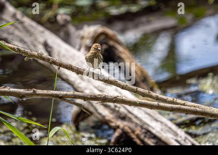 Une femelle House Finch perchée sur une branche à Oaks Bottom Wildlife refuge à Portland, Oregon Banque D'Images