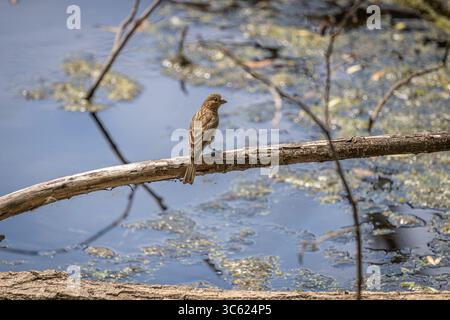 Une femelle House Finch perchée sur une branche à Oaks Bottom Wildlife refuge à Portland, Oregon Banque D'Images