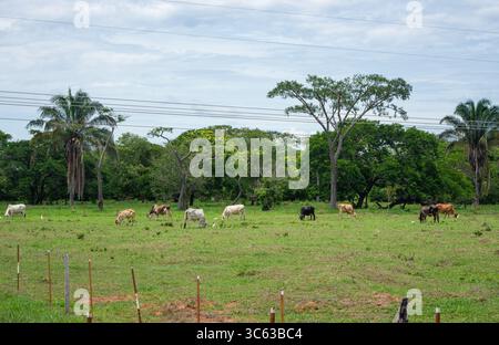 Un paysage serein à Casanare, en Colombie, avec des vaches qui paissent paisiblement dans un champ verdoyant entouré d'arbres. Banque D'Images