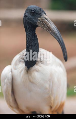 Portrait rapproché de l'oiseau sacré africain ibis avec bec courbé et tête noire, idéal pour la faune, l'observation des oiseaux et la photographie de la nature. Banque D'Images