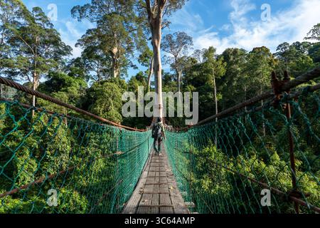 Vue arrière d'un homme asiatique au pont suspendu dans la passerelle de canopée au sommet des arbres dans la forêt tropicale de Danum Lahad Datu Banque D'Images