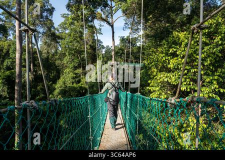 Vue arrière d'un homme asiatique au pont suspendu dans la passerelle de canopée au sommet des arbres dans la forêt tropicale de Danum Lahad Datu Banque D'Images