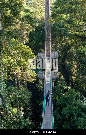 Vue arrière d'un homme asiatique au pont suspendu dans la passerelle de canopée au sommet des arbres dans la forêt tropicale de Danum Lahad Datu Banque D'Images