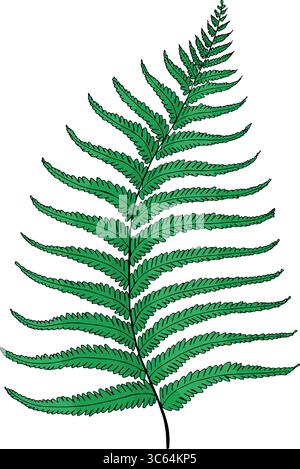 Feuille de fougère verte tropicale dans le style doodle. Dessiné à la main par des encres vecteur élément isolé pour la conception. Illustration de Vecteur