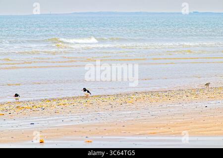 Un petit groupe de pêcheurs d'huîtres qui se nourrissent le long du rivage, où la mer rencontre la plage de sable. Banque D'Images