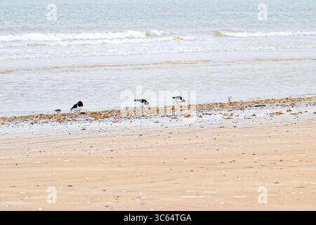 Un petit groupe de pêcheurs d'huîtres qui se nourrissent le long du rivage, où la mer rencontre la plage de sable. Banque D'Images