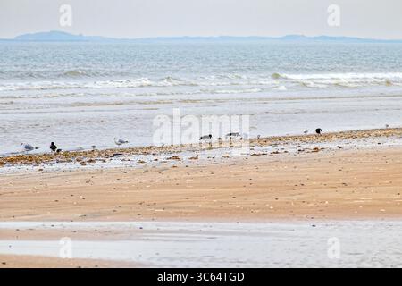 Un petit groupe de pêcheurs d'huîtres qui se nourrissent le long du rivage, où la mer rencontre la plage de sable. Banque D'Images
