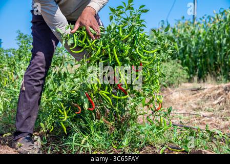 Plante de piment vert sur l'agriculture de champ dans le jardin. Piments piments prêts aux champs. Banque D'Images