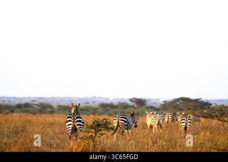 Vue des zèbres paissent dans la lumière dorée de la savane africaine, leurs rayures contrastent fortement avec les teintes chaudes de l'herbe sèche, Nairobi, Nairo Banque D'Images