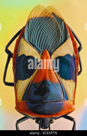 Vue d'un coléoptère aux couleurs saisissantes avec des marques irisées bleues et oranges créant un contraste vibrant sur un fond doux et diffus, Queens, New York, États-Unis. Banque D'Images