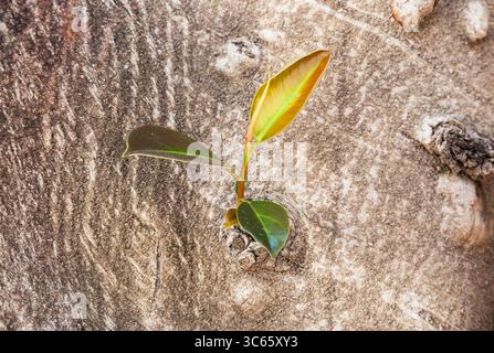 Tronc d'arbre de Ficus avec des feuilles vertes et une feuille jaune. Une jeune brindille de ficus pousse du tronc d'un vieil arbre. Banque D'Images