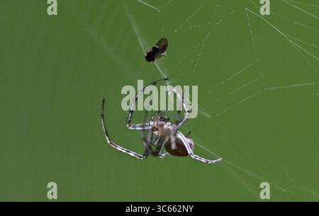31 juillet 2025, Hesse, Francfort/main : une araignée croisée marbrée rentre sur sa toile jusqu'à sa proie dans la forêt de Francfort. Photo : Arne Dedert/dpa Banque D'Images