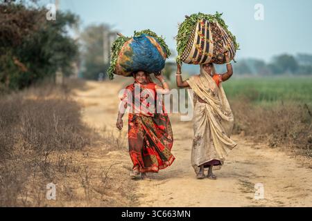 Kolkata, Inde - 28 janvier 2023 : vue de deux femmes en saris marchant le long d'un chemin poussiéreux, portant de lourdes charges de feuillage vert vibrant sur leur tête, une scène de la vie rurale. Banque D'Images