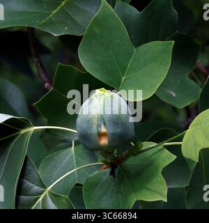 Tulipe. Liriodendron tulipifera, Fleur sur le point d'ouvrir. Banque D'Images