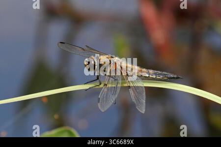 Quatre libellule chasseuse tachetée. Libellula quadrimaculata. Variété chaser et skimmer. Banque D'Images