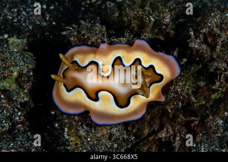 Vue d'une nudibranche vibrante naviguant gracieusement sur les fonds marins sombres et texturés, ses motifs complexes un spectacle de la vie sous-marine, Pemuteran, Bali, Indonésie. Banque D'Images