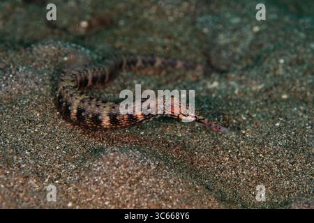 Vue d'un cygne cryptique libellule se mélangeant parfaitement avec le sable sombre et grossier du fond de l'océan, son corps allongé une merveille de camouflage, Pemuteran, Bali, Indonésie. Banque D'Images
