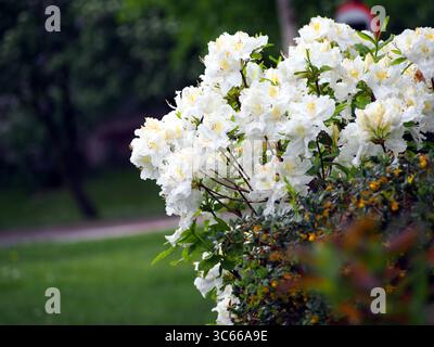 Azalée blanche (Rhododendron) en pleine floraison – fleurs printanières délicates et feuillage vert brillant, arbuste ornemental couramment utilisé dans les jardins, les bordures et Banque D'Images