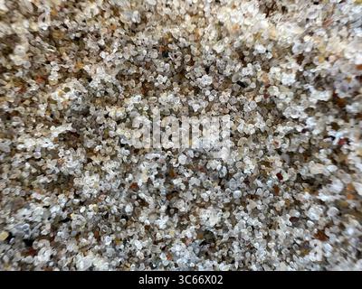 Macro gros plan de grains de sable blanc et humide sur une plage de la mer Baltique dans le parc national de Curonian Spit, Lituanie. Un fond de texture naturelle. Banque D'Images
