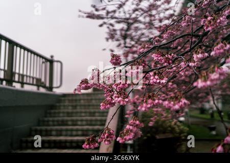 Vue aérienne de délicates fleurs de cerisier roses en cascade sur fond d'escaliers gris discrets et de ciel couvert, Tokyo, Tokyo, Japon. Banque D'Images