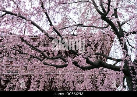 Vue aérienne d'une cascade de délicates fleurs de cerisier roses rideaux des branches, encadrant l'architecture japonaise traditionnelle, créant une scène sereine et éthéré., Tokyo, Tokyo, Japon. Banque D'Images
