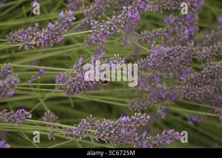 Abeille sur lavande Banque D'Images