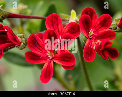 Un groupe de fleurs marquées rouge profond de Pelargonium x ardens Banque D'Images