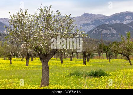 Amandiers en fleurs devant les montagnes de la Serra de Tramuntana, Majorque, Majorque, Îles Baléares, Espagne, Europe Banque D'Images