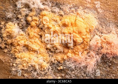 Moule orange, sur un filtre à café humide, macro photo. Souvent appelé moisissure visqueuse, ou moisissure de vomi de chien, de couleur orange à rougeâtre et de texture visqueuse. Banque D'Images