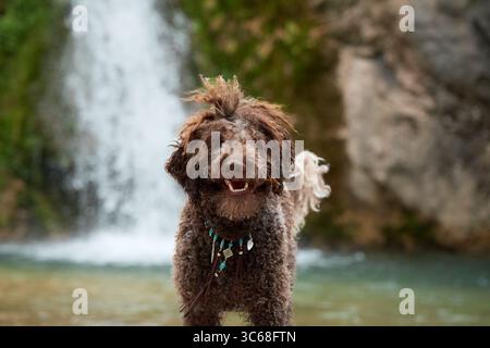 Un chien brun aux cheveux bouclés se tient dans une eau peu profonde près d'une cascade. La pose détendue et la fourrure qui coule montrent sa nature ludique. Banque D'Images