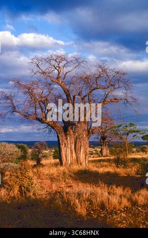 Baobabtree (Adansonia digitata) du parc national de Tarangire, Tanzanie pendant le coucher du soleil. Banque D'Images