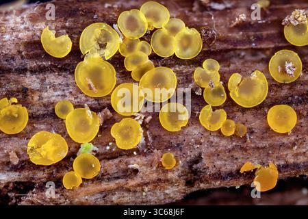 Tasses en verre communes (Orbilia sp., probablement O. xanthostigma) de Hidra, au sud-ouest de la Norvège, en juillet. Banque D'Images