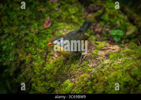 Leiothrix à bec rouge, Darjeeling, Bengale occidental, Inde Banque D'Images