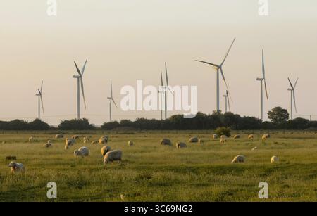 Angleterre, Kent, Romney Marsh, éoliennes et moutons en champ Banque D'Images