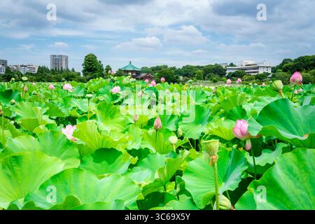 Shinobazu Pond à Ueno/Tokyo Banque D'Images