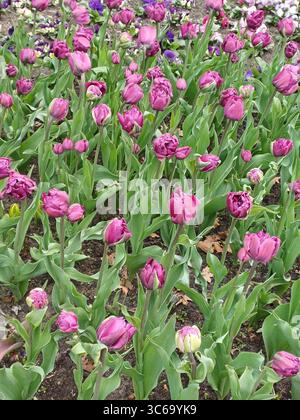 Cette superbe vue aérienne met en valeur un parterre de fleurs orné de tulipes en fleurs, créant un kaléidoscope de couleurs. L'image affiche magnifiquement th Banque D'Images