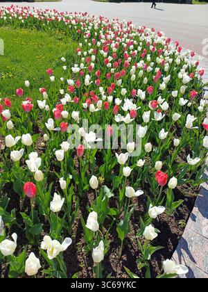 Cette superbe vue de dessus capture un lit de fleurs éclatant rempli de tulipes en fleurs. Les pétales colorés créent une belle mosaïque, mettant en valeur la beauté Banque D'Images
