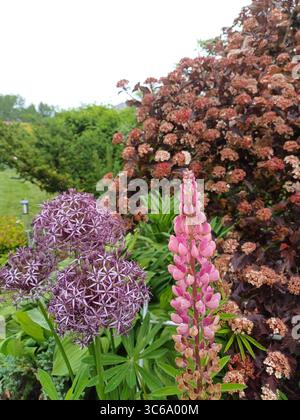 Une exposition captivante d'allium géant et de fleurs de lupin vibrantes nichées au milieu d'arbustes luxuriants, créant une atmosphère de jardin colorée et sereine pe Banque D'Images