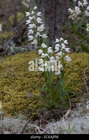 Langblättriges Waldvöglein, Schwertblättriges Waldvöglein, Cephalanthera longifolia, helleborine à feuilles étroites, helleborine à feuilles épées, long leaved Banque D'Images