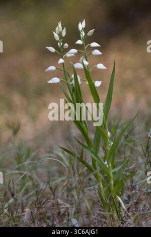 Langblättriges Waldvöglein, Schwertblättriges Waldvöglein, Cephalanthera longifolia, helleborine à feuilles étroites, helleborine à feuilles épées, long leaved Banque D'Images