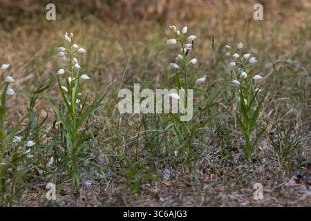 Langblättriges Waldvöglein, Schwertblättriges Waldvöglein, Cephalanthera longifolia, helleborine à feuilles étroites, helleborine à feuilles épées, long leaved Banque D'Images